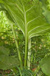 Skunk cabbage